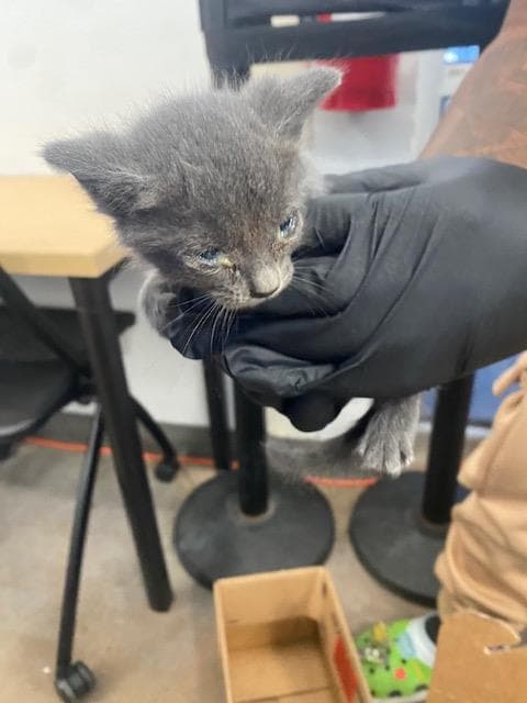 Gray - Domestic Short Hair
