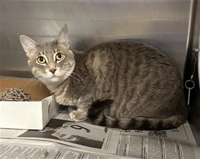 Sarai - Domestic Short Hair