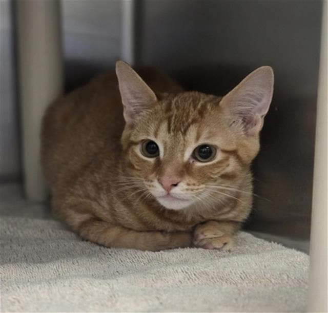 Harris - Domestic Short Hair