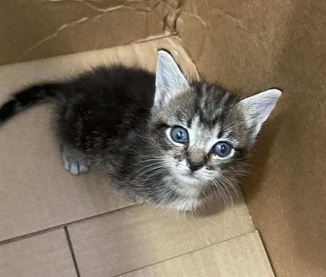 Dion - Domestic Short Hair
