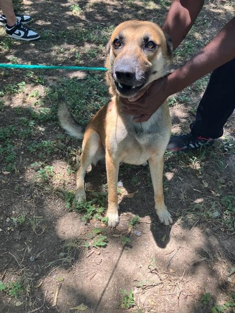 Boe - German Shepherd Dog