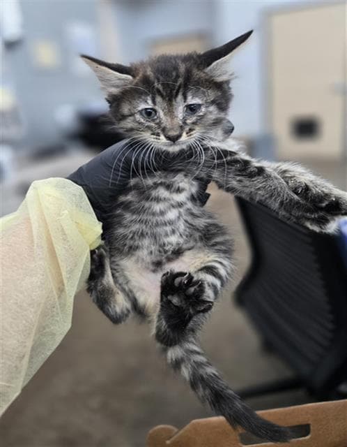 Alexandria - Domestic Short Hair