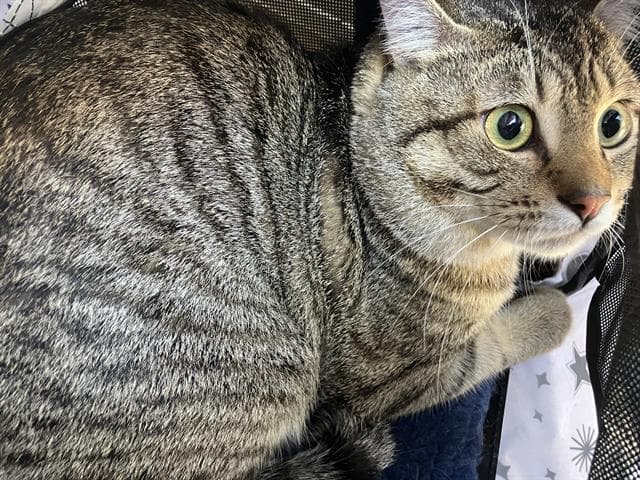 Malachite - Domestic Short Hair