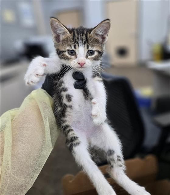 Beatrix - Domestic Short Hair