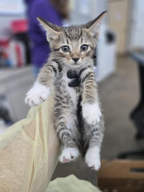 Deveraux - Domestic Short Hair