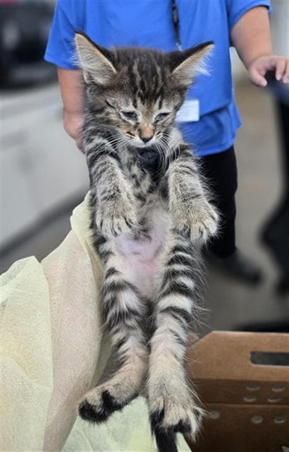 Emiliano - Domestic Short Hair