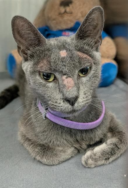 Aspen - Domestic Short Hair