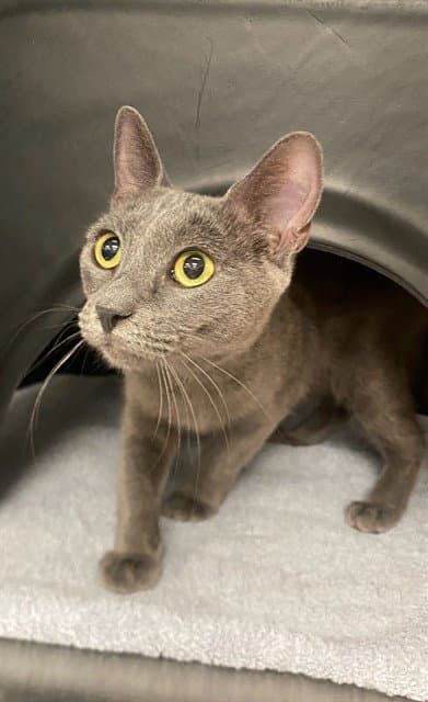 Aspen - Domestic Short Hair