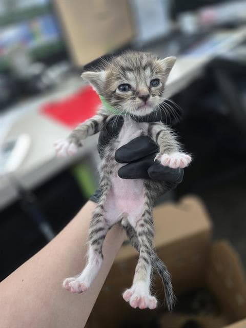 Abel - Domestic Short Hair