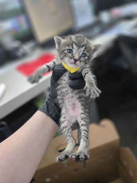 Bailey - Domestic Short Hair