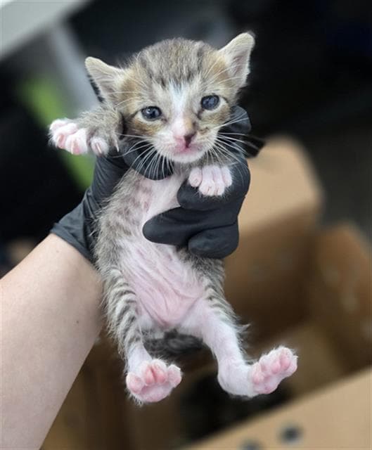 Daphne - Domestic Short Hair