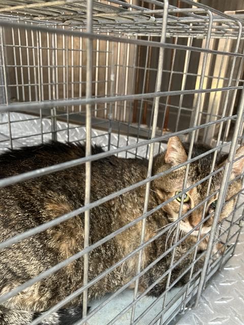 Shera - Domestic Short Hair