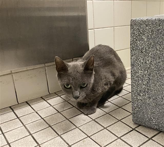 Sally - Domestic Short Hair
