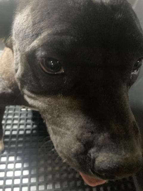 Ruby - Pit Bull Terrier