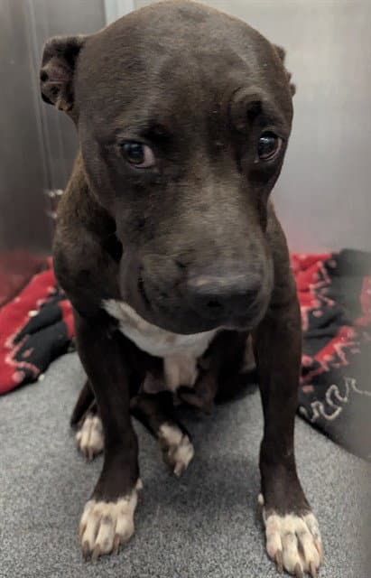 Ruby - Pit Bull Terrier