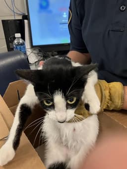 Oreo image 1