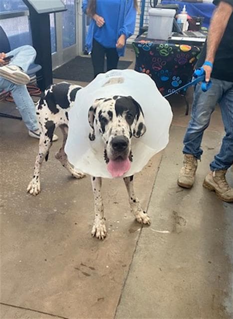 Oreo - Great Dane