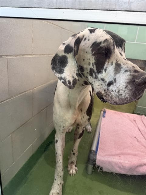 Oreo - Great Dane