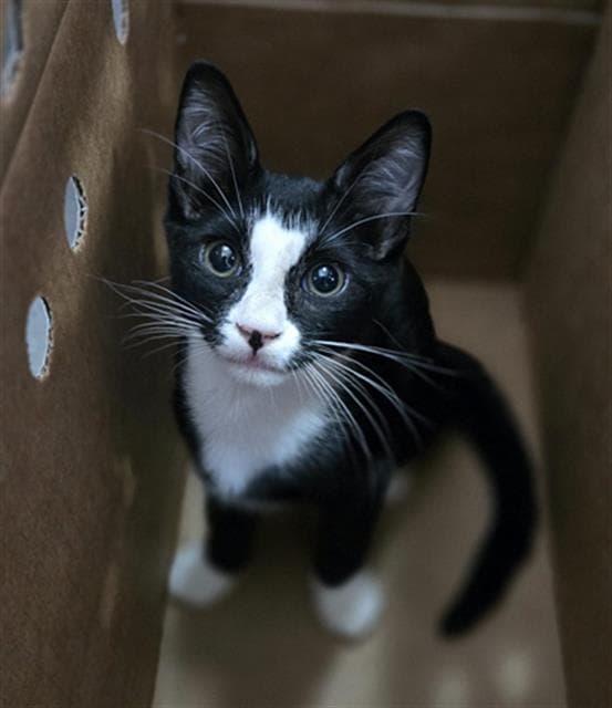 Ochoa - Domestic Short Hair