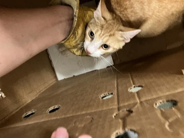 Ronnie - American Shorthair