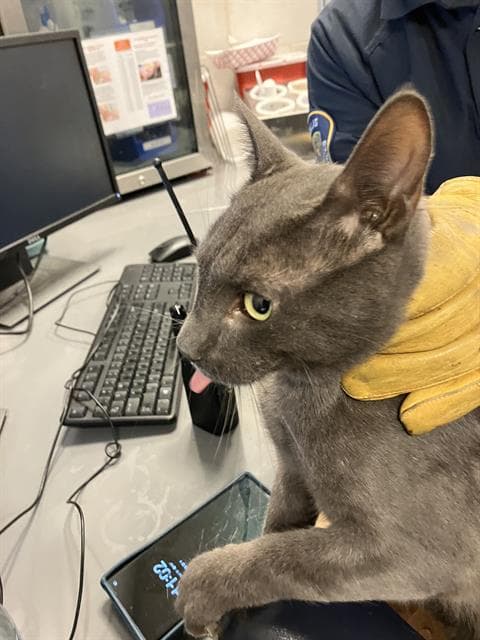 Kole - American Shorthair