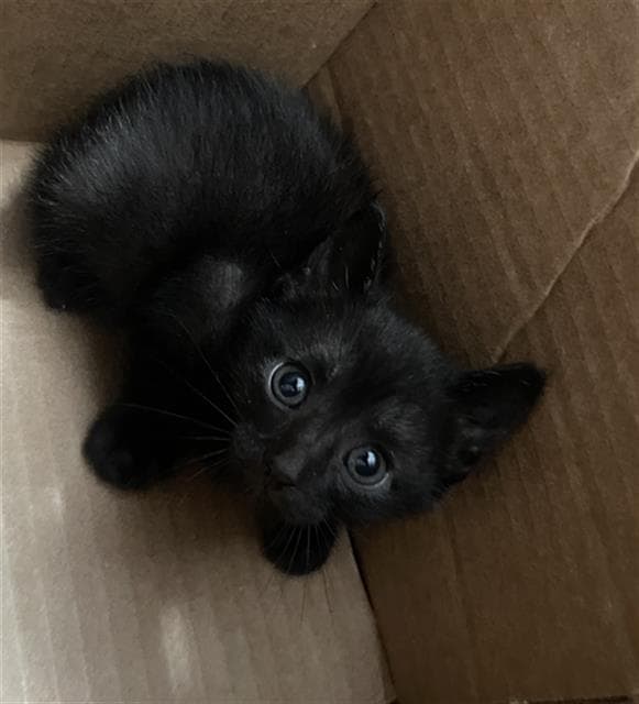 Puck - Domestic Short Hair
