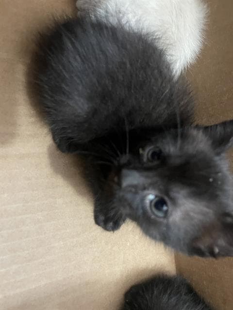 Willow - Domestic Short Hair
