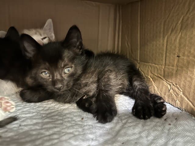 Willow - Domestic Short Hair