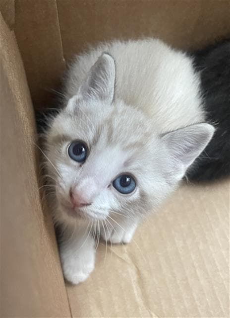 Puddles - Domestic Short Hair
