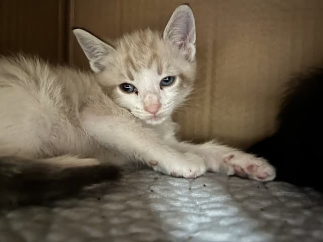 Puddles - Domestic Short Hair
