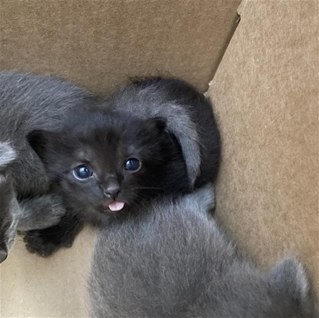 Beatrix - Domestic Short Hair