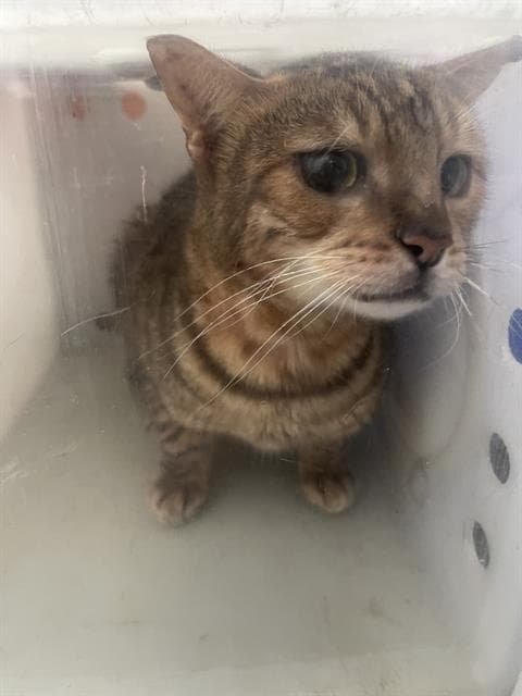 Pierre - Domestic Short Hair