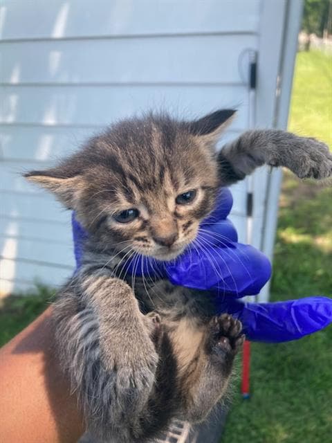 Sidney - Domestic Short Hair