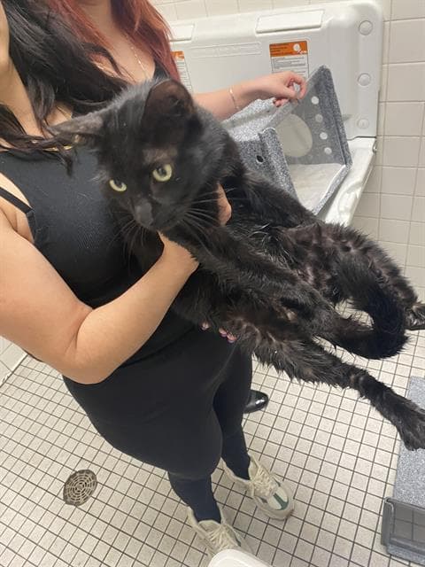 Midnight - Domestic Short Hair