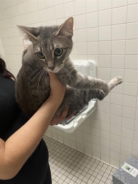 Linda - Domestic Short Hair