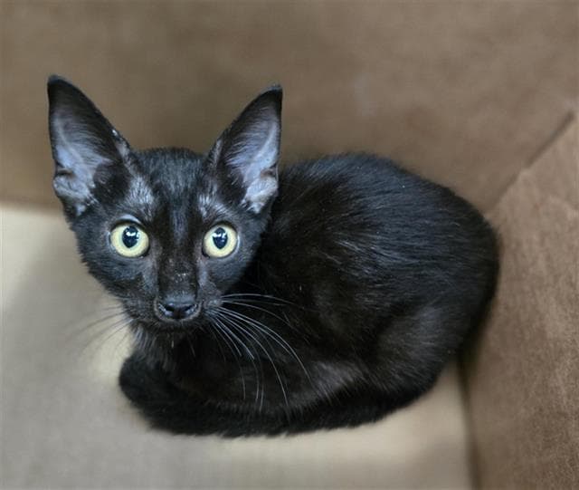 Viktor - Domestic Short Hair