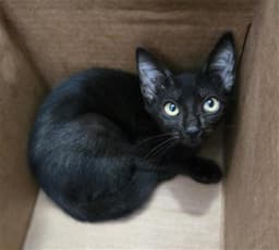 Vivian image 1