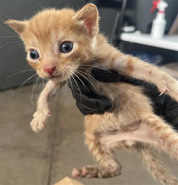 Cujo - Domestic Short Hair
