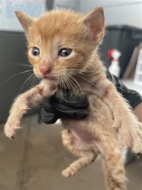 Bongo - Domestic Short Hair