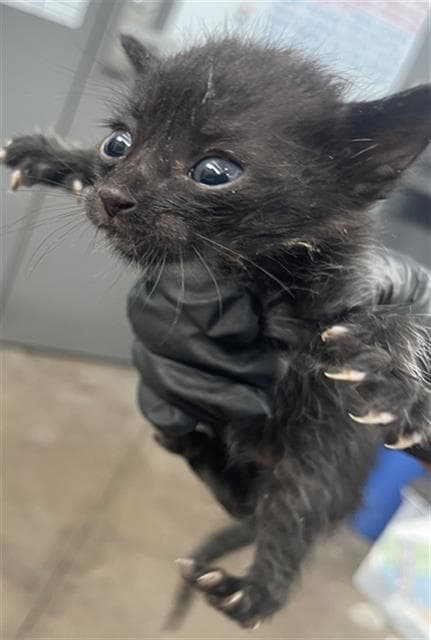 Volvo - Domestic Short Hair