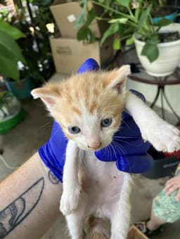 Kitten image 1
