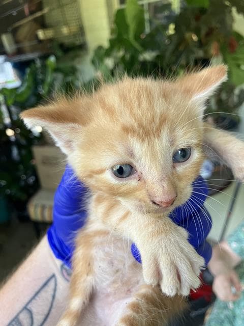 Kitten - Domestic Medium Hair