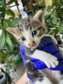 Kitten image 1