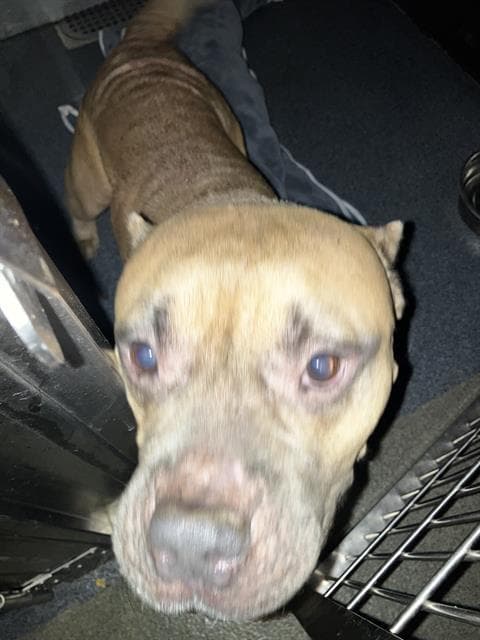 Unknown - Pit Bull Terrier