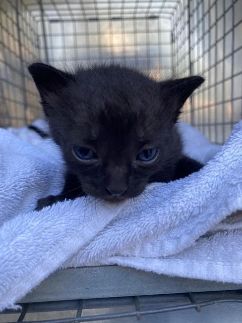 Shadow - Domestic Short Hair