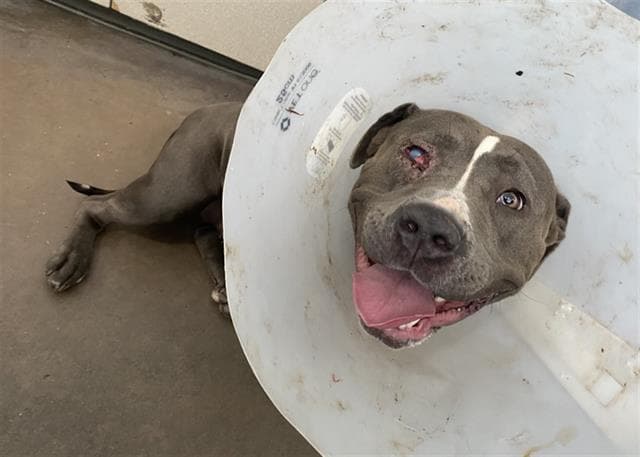 Duchess - Pit Bull Terrier