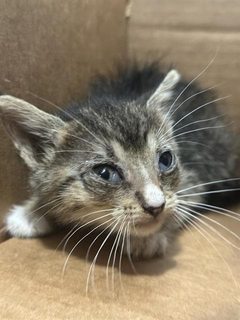 Tupac - Domestic Short Hair