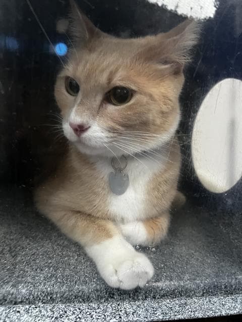 Archie - Domestic Short Hair