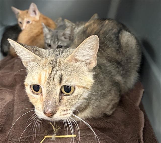 Mamas - Domestic Short Hair