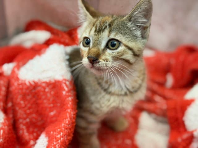 Yeti - Domestic Short Hair